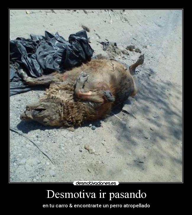 carteles perro atropellado desmotivaciones