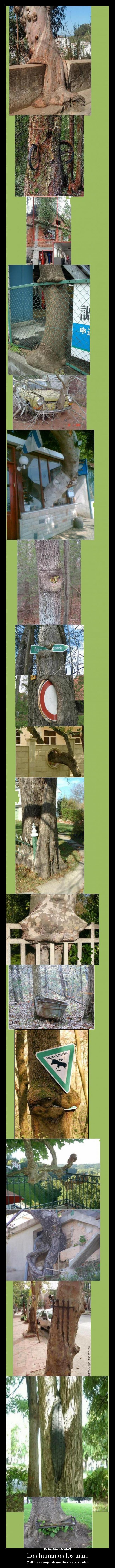 Los humanos los talan -