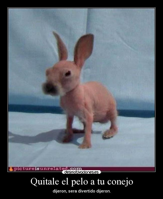 Quitale el pelo a tu conejo -