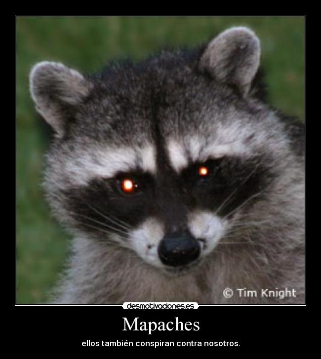 Mapaches - ellos también conspiran contra nosotros.