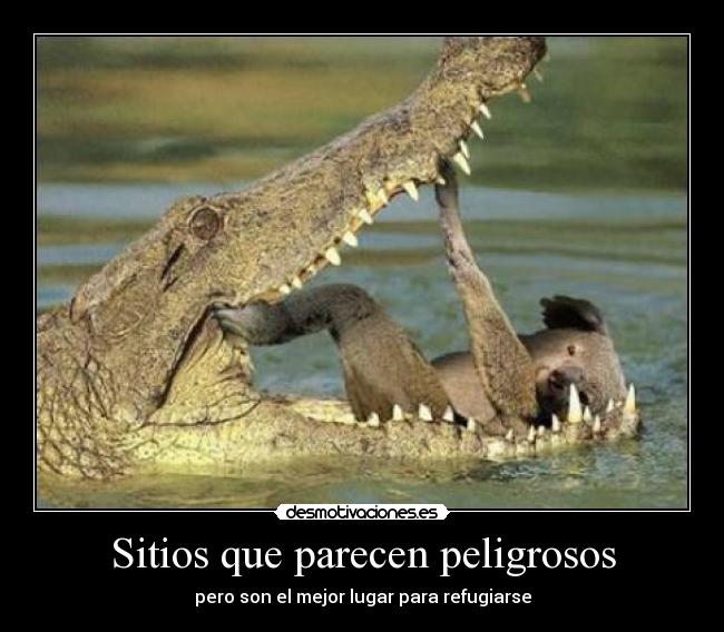 carteles animalitooos desmotivaciones