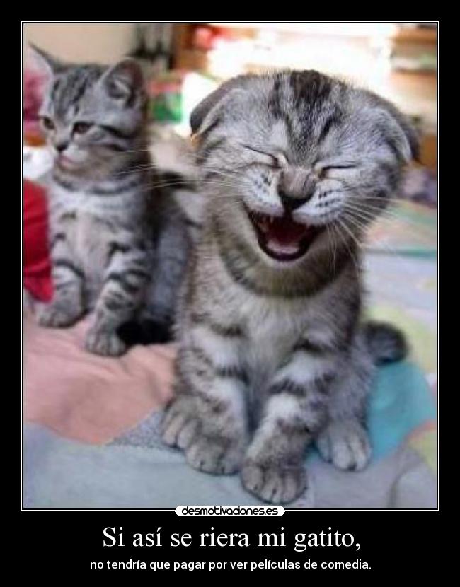 carteles riera gatito tendria pagar ver peliculas comedia desmotivaciones