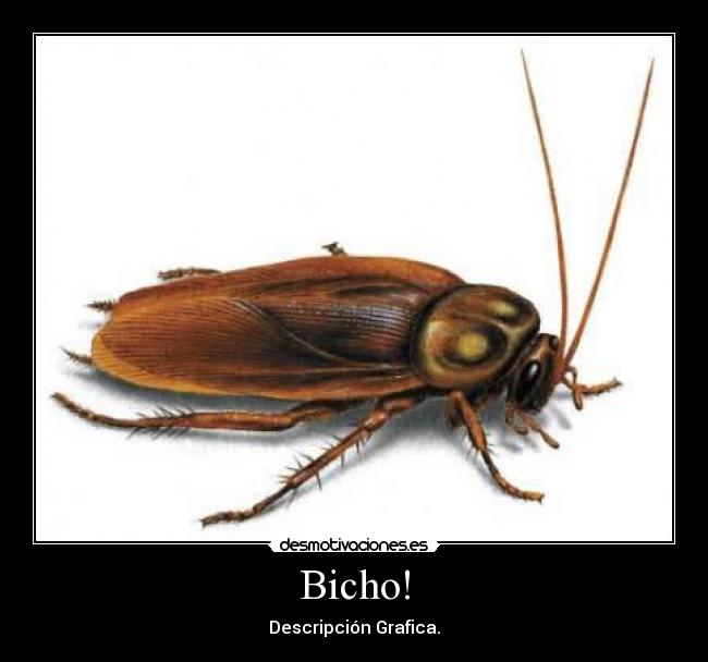 carteles bicho cucharacha desmotivaciones