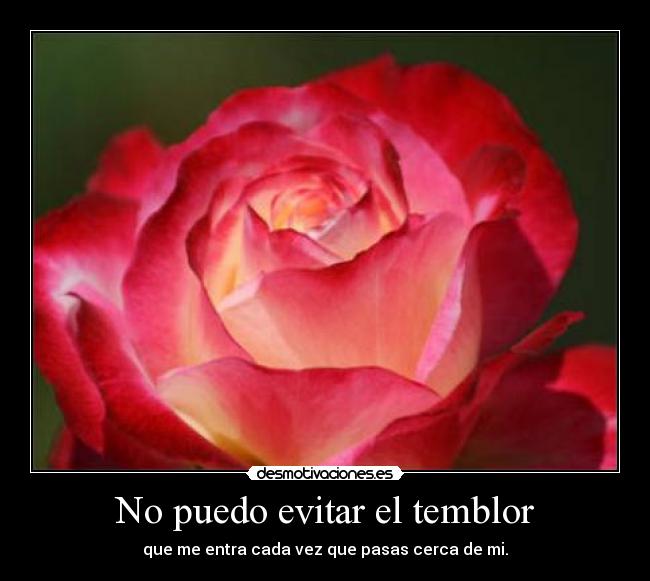 No puedo evitar el temblor - que me entra cada vez que pasas cerca de mi.