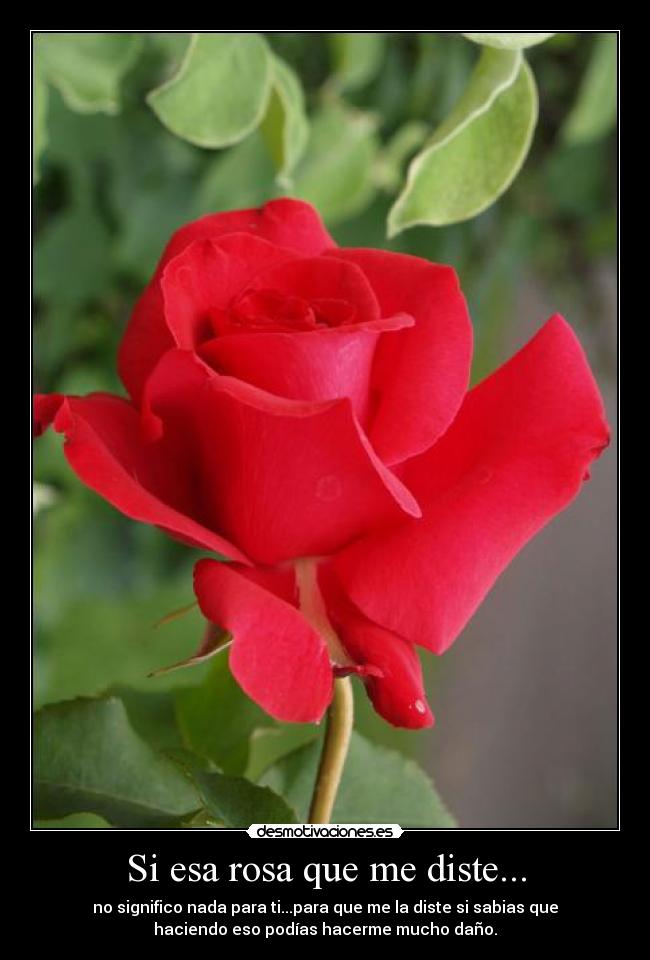 Si esa rosa que me diste... -
