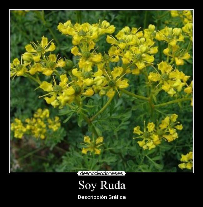 Soy Ruda - Descripción Gráfica