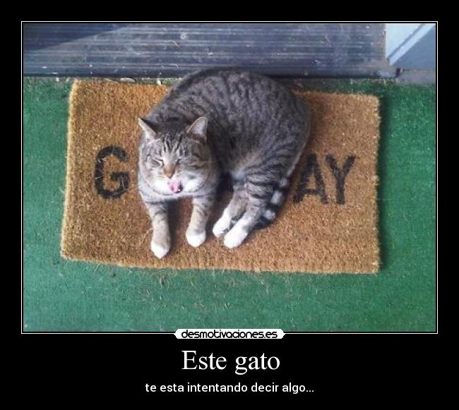 Este gato -