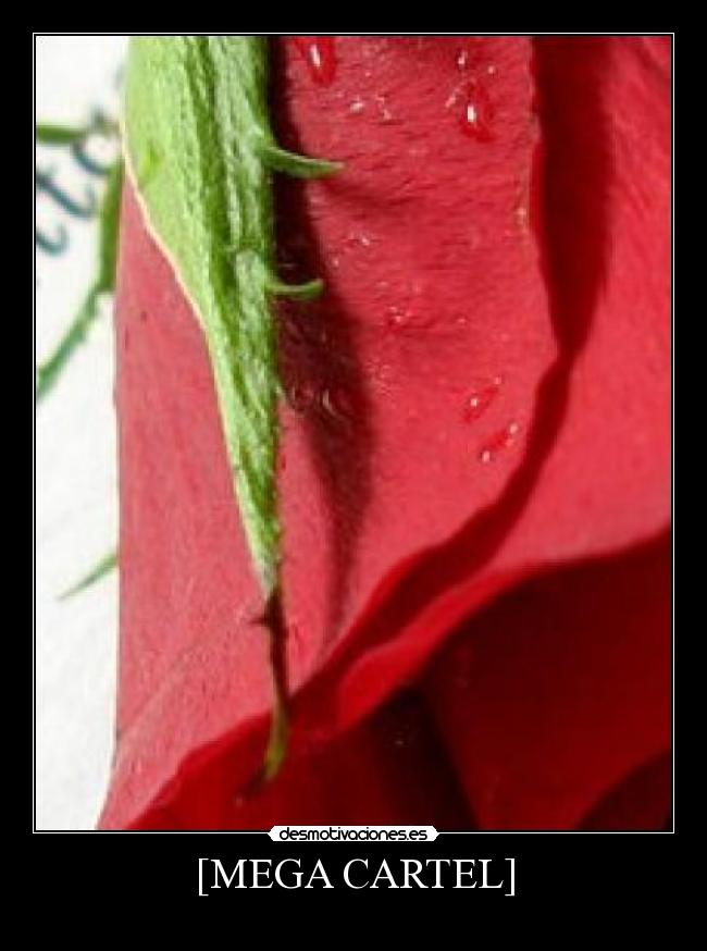 carteles saber megacartel desmotivaciones