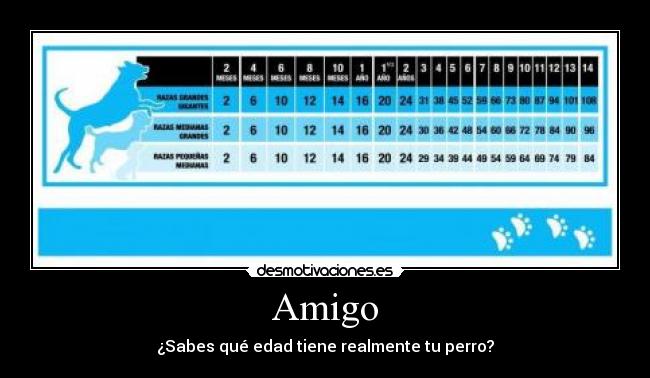 Amigo - ¿Sabes qué edad tiene realmente tu perro?