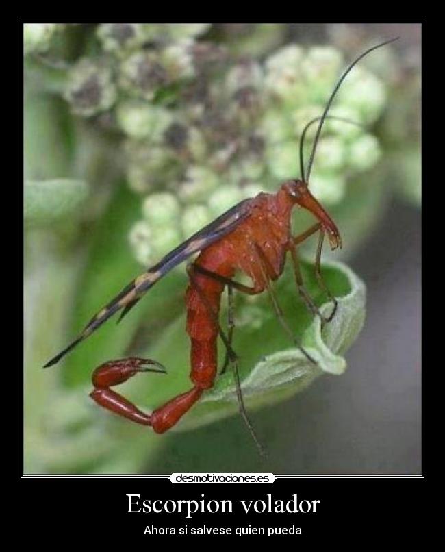 Escorpion volador - Ahora si salvese quien pueda
