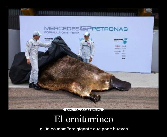 El ornitorrinco -
