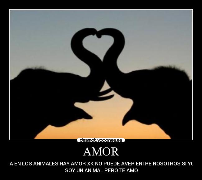 AMOR - ASTA EN LOS ANIMALES HAY AMOR XK NO PUEDE AVER ENTRE NOSOTROS SI YO NO
SOY UN ANIMAL PERO TE AMO