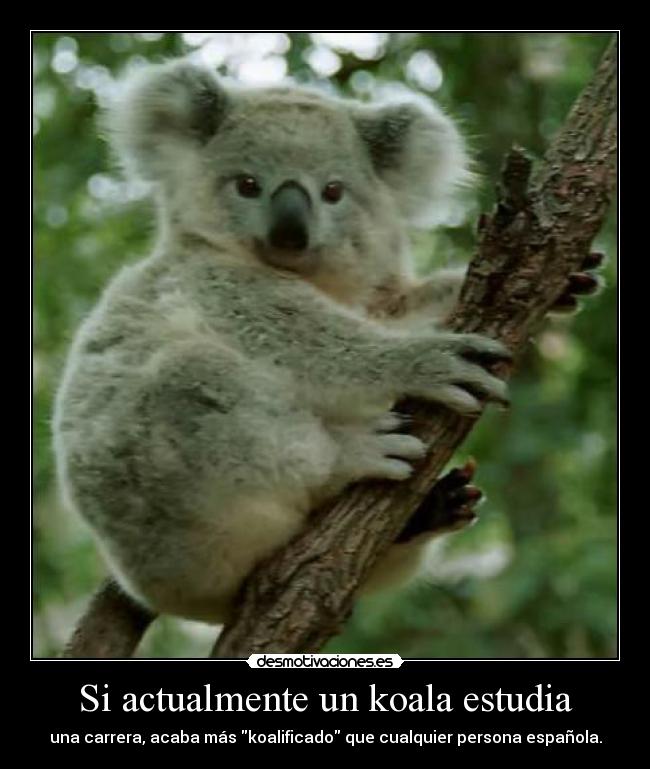 Si actualmente un koala estudia - una carrera, acaba más koalificado que cualquier persona española.