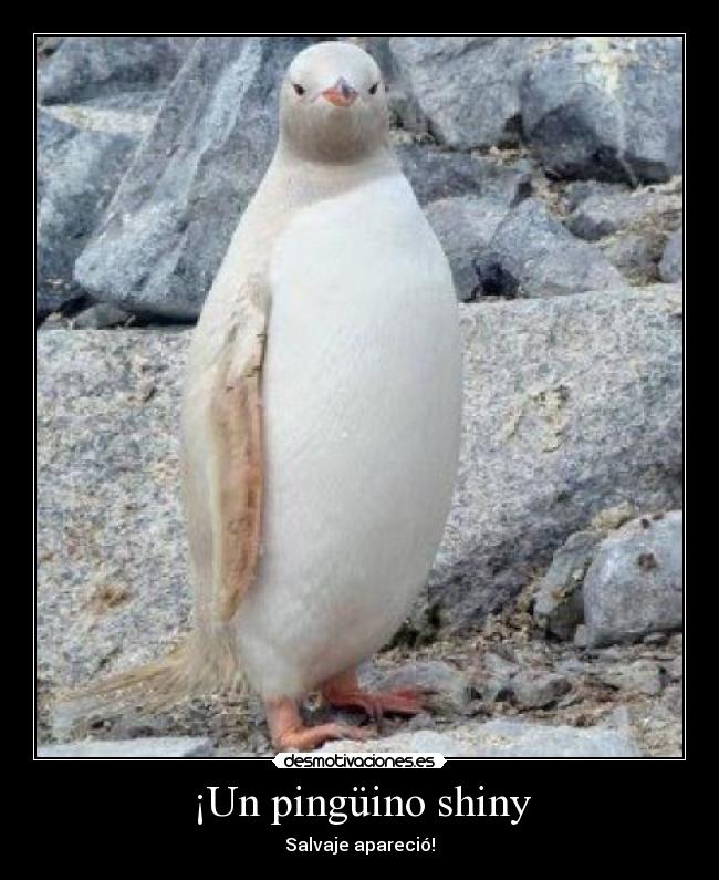 ¡Un pingüino shiny - Salvaje apareció!