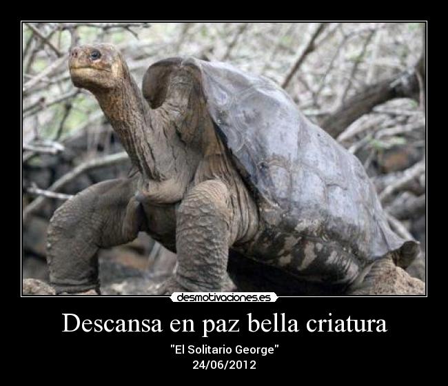 Descansa en paz bella criatura - El Solitario George
24/06/2012