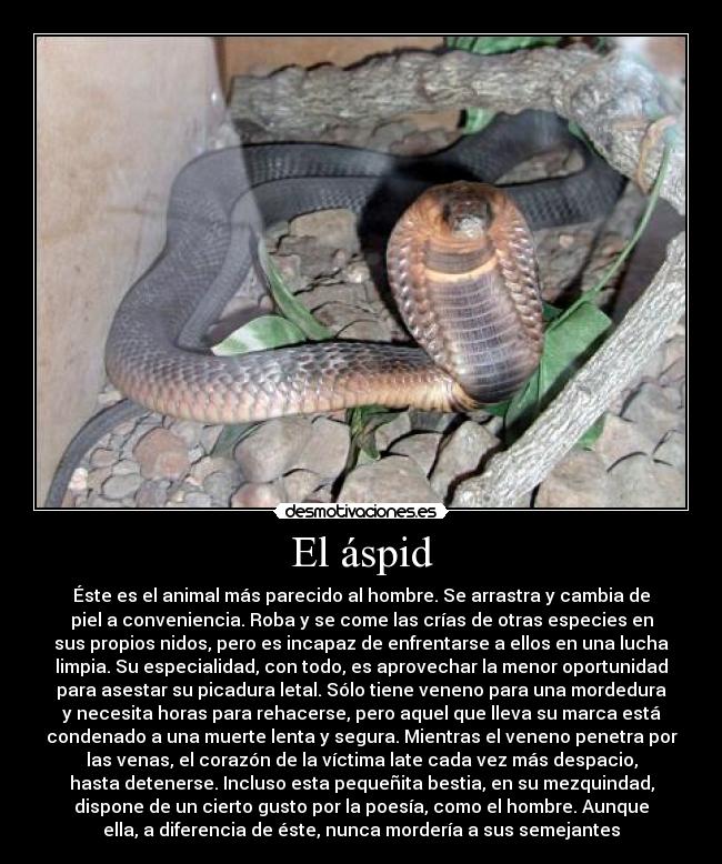 El áspid - Éste es el animal más parecido al hombre. Se arrastra y cambia de
piel a conveniencia. Roba y se come las crías de otras especies en
sus propios nidos, pero es incapaz de enfrentarse a ellos en una lucha
limpia. Su especialidad, con todo, es aprovechar la menor oportunidad
para asestar su picadura letal. Sólo tiene veneno para una mordedura
y necesita horas para rehacerse, pero aquel que lleva su marca está
condenado a una muerte lenta y segura. Mientras el veneno penetra por
las venas, el corazón de la víctima late cada vez más despacio,
hasta detenerse. Incluso esta pequeñita bestia, en su mezquindad,
dispone de un cierto gusto por la poesía, como el hombre. Aunque
ella, a diferencia de éste, nunca mordería a sus semejantes