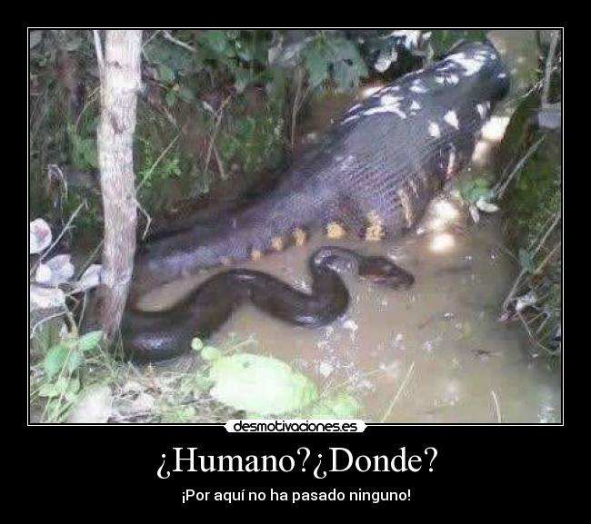 ¿Humano?¿Donde? - 