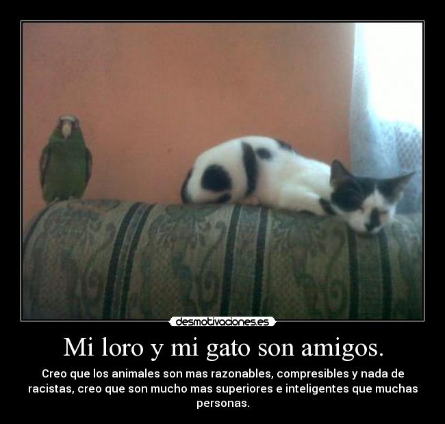 Mi loro y mi gato son amigos. - 