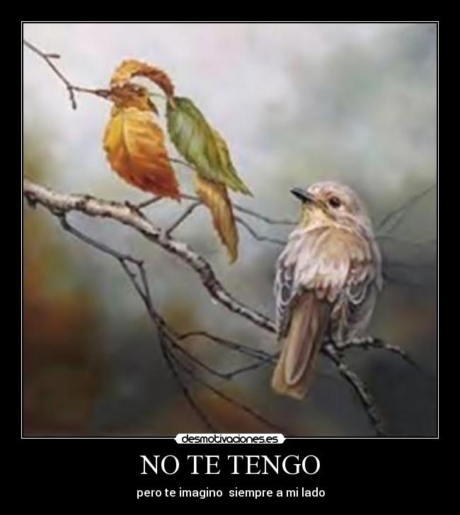 NO TE TENGO - 