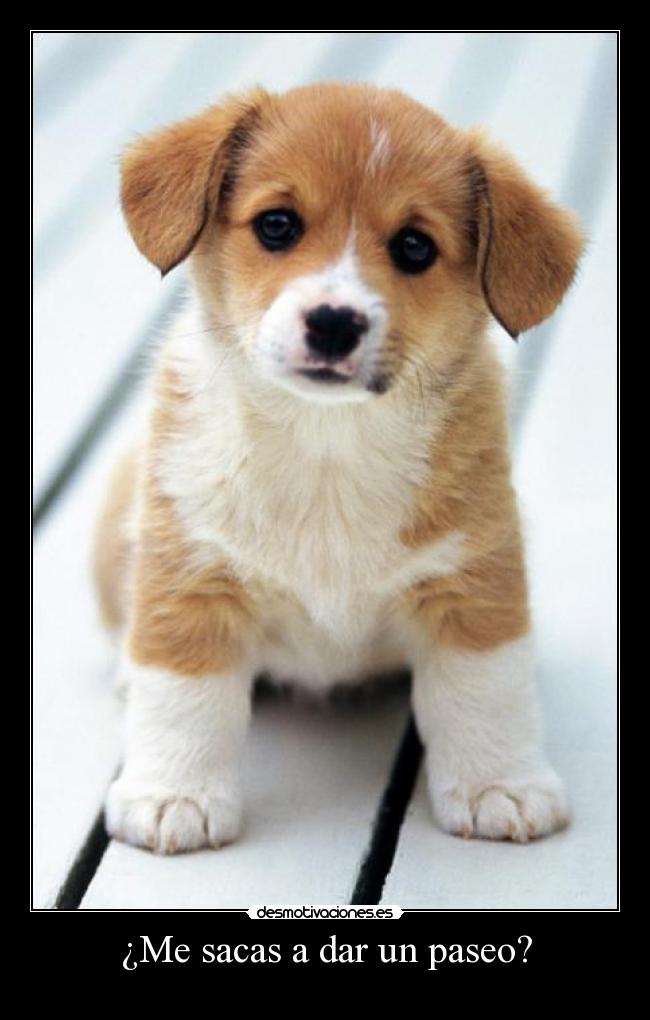 ¿Me sacas a dar un paseo? - 