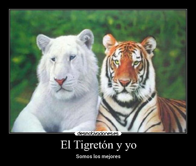 El Tigretón y yo -