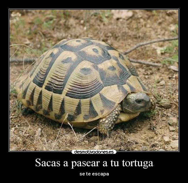 Sacas a pasear a tu tortuga -