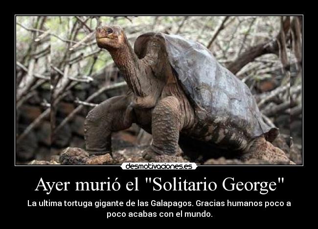 Ayer murió el Solitario George - La ultima tortuga gigante de las Galapagos. Gracias humanos poco a
poco acabas con el mundo.