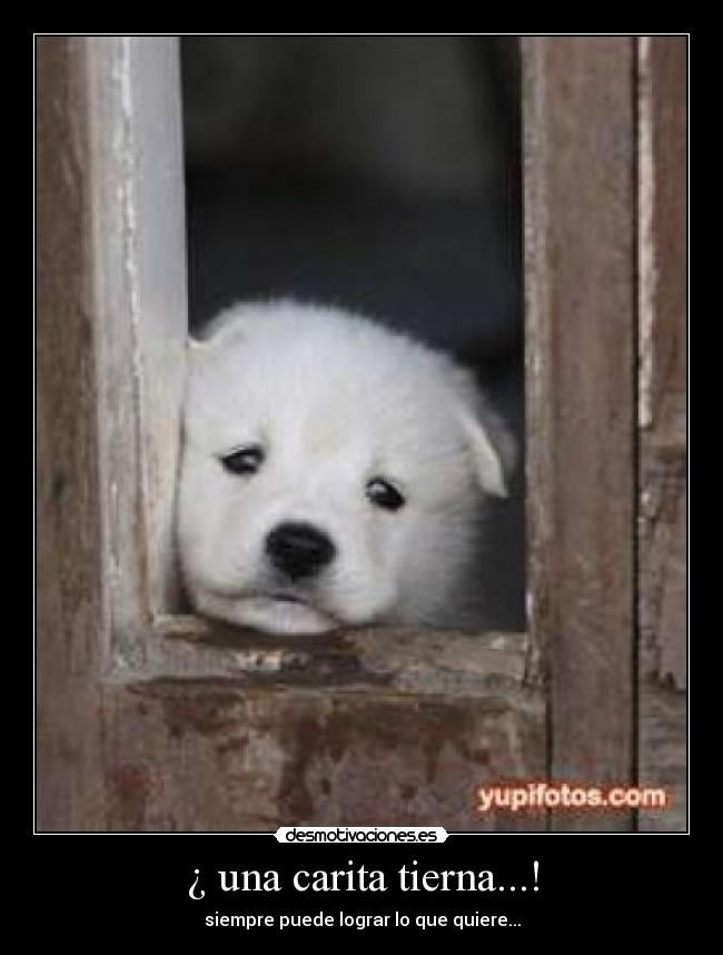 ¿ una carita tierna...! - siempre puede lograr lo que quiere...