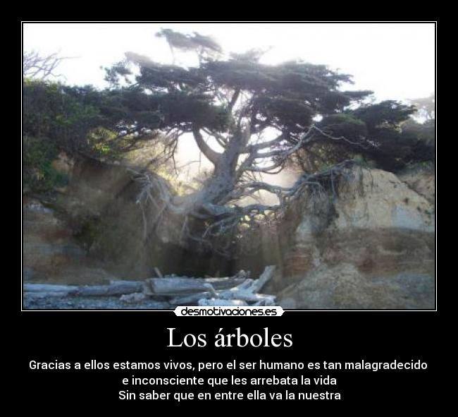 Los árboles - Gracias a ellos estamos vivos, pero el ser humano es tan malagradecido 
e inconsciente que les arrebata la vida
Sin saber que en entre ella va la nuestra