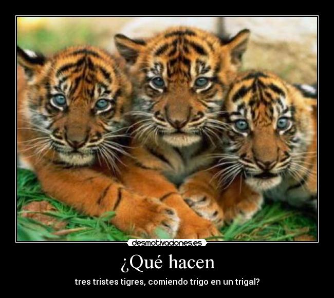 ¿Qué hacen - tres tristes tigres, comiendo trigo en un trigal?