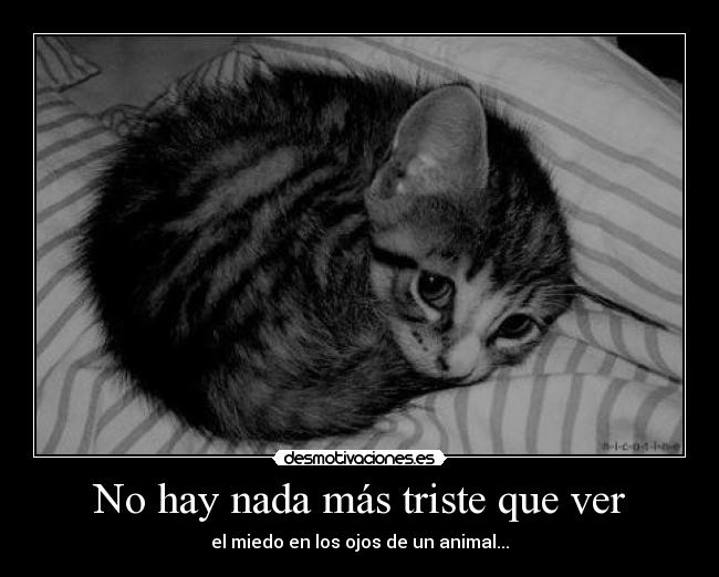 No hay nada más triste que ver - el miedo en los ojos de un animal...