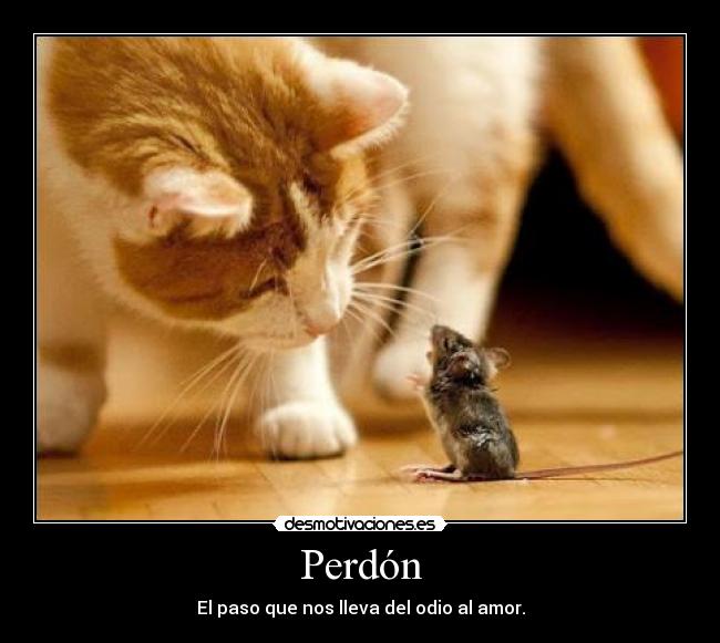 Perdón - El paso que nos lleva del odio al amor.