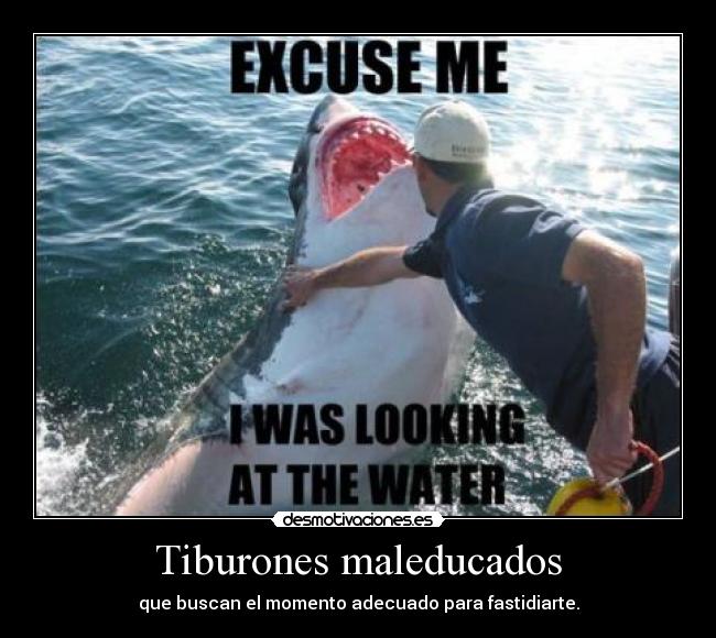 Tiburones maleducados - 