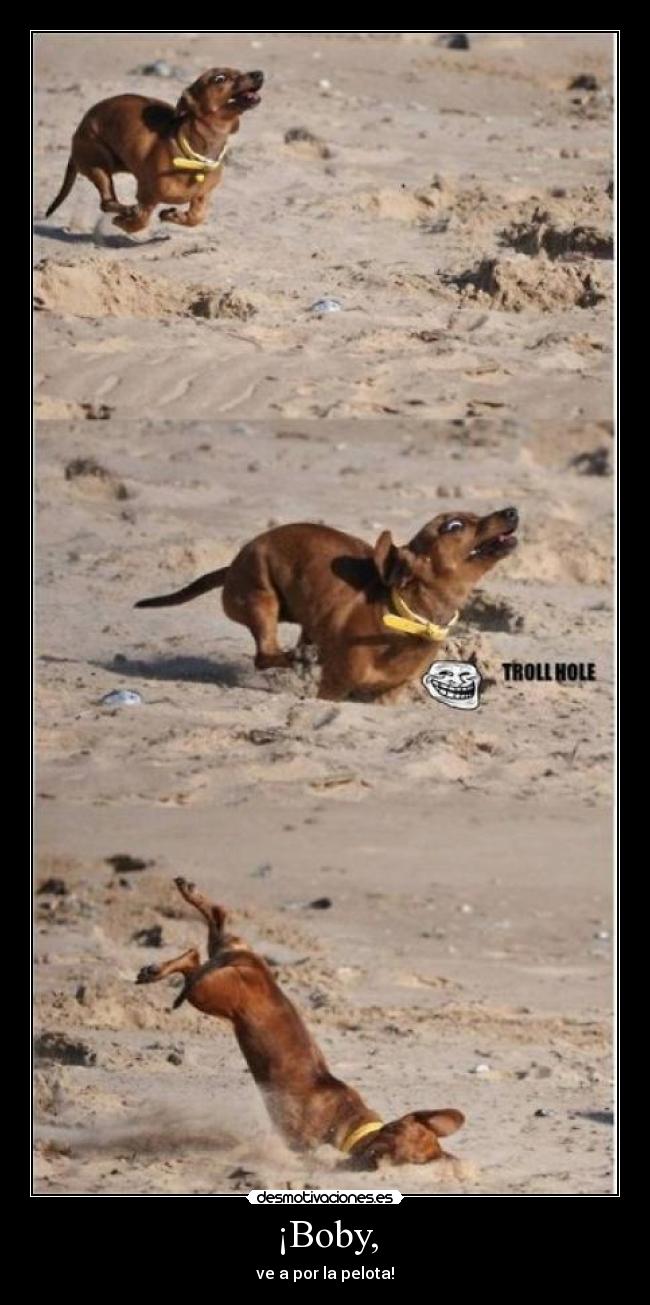 ¡Boby, - ve a por la pelota!