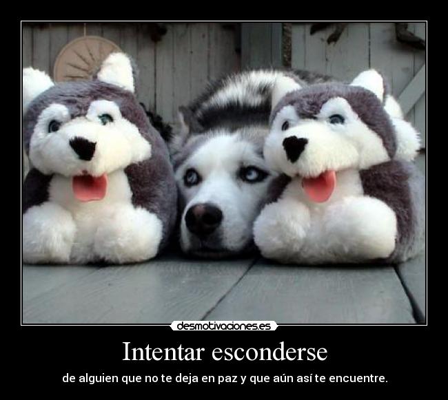 carteles siipiiacarme adoro los huskies son super monosos quiero uno desmotivaciones