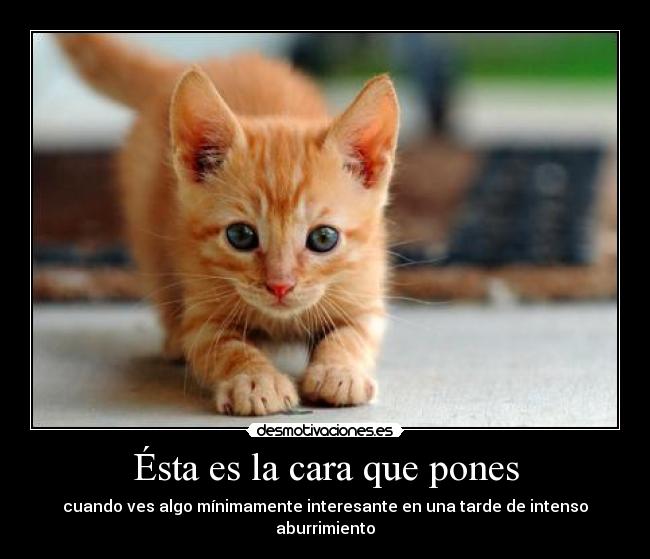 Ésta es la cara que pones - cuando ves algo mínimamente interesante en una tarde de intenso aburrimiento