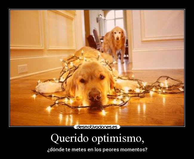 Querido optimismo, - 