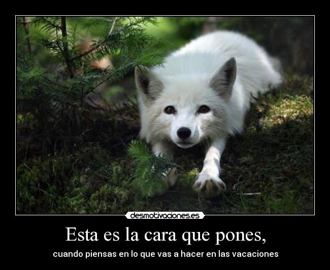 Esta es la cara que pones, - cuando piensas en lo que vas a hacer en las vacaciones
