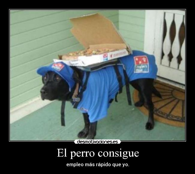 El perro consigue - empleo más rápido que yo.