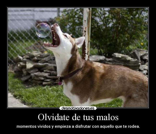 Olvidate de tus malos - momentos vividos y empieza a disfrutar con aquello que te rodea.