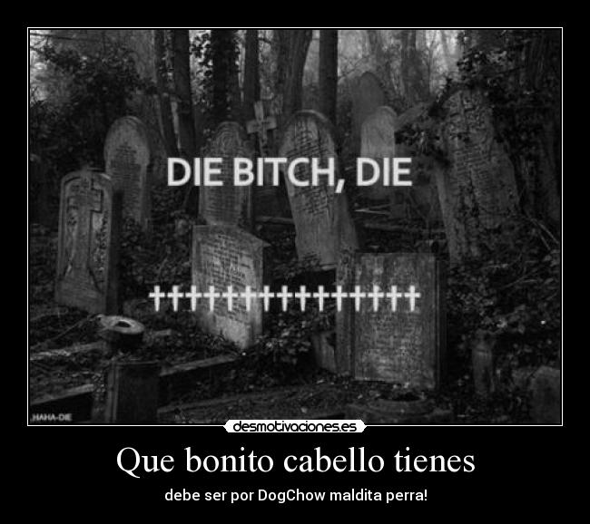 Que bonito cabello tienes - debe ser por DogChow maldita perra!