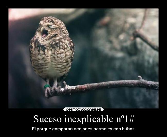 carteles hush hush petan esto buhos ewe desmotivaciones