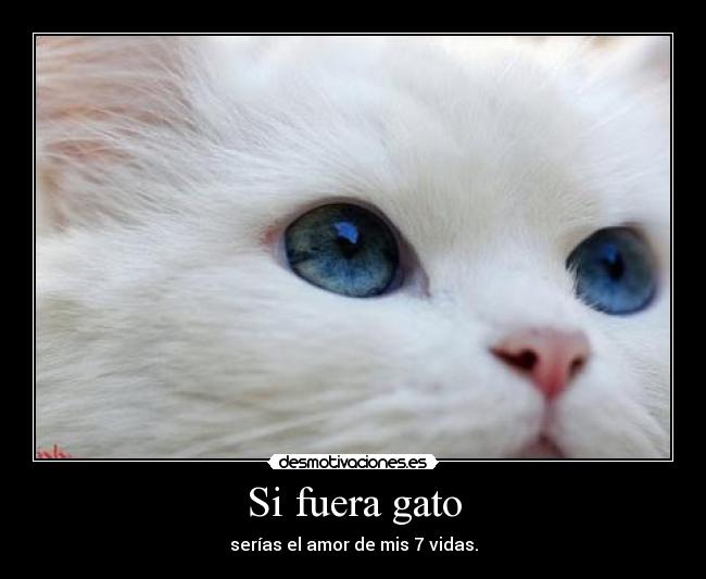 Si fuera gato - serías el amor de mis 7 vidas.