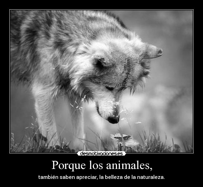Porque los animales, -