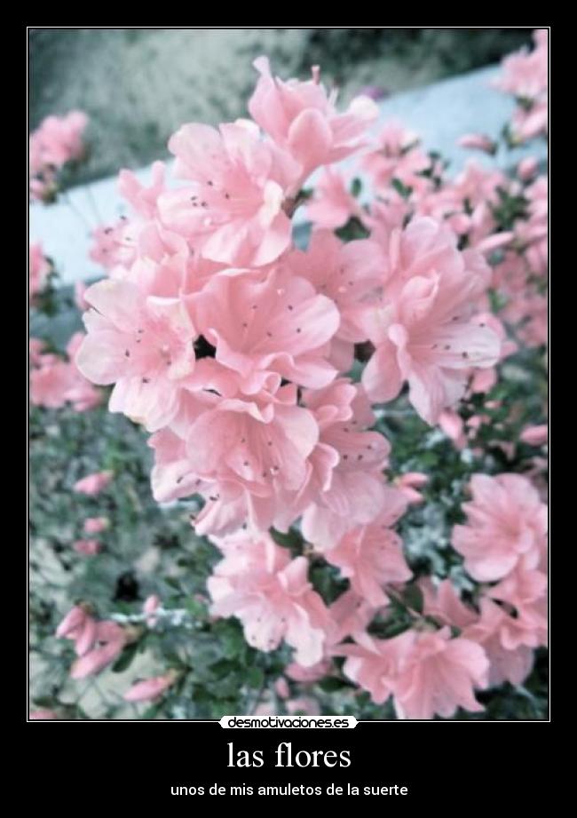 las flores - unos de mis amuletos de la suerte
