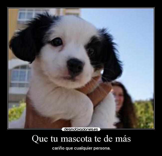 Que tu mascota te de más - 