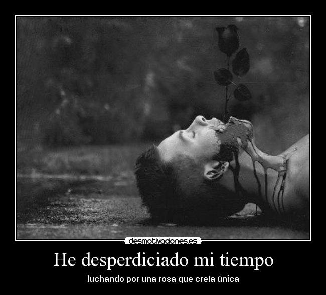 He desperdiciado mi tiempo - luchando por una rosa que creía única