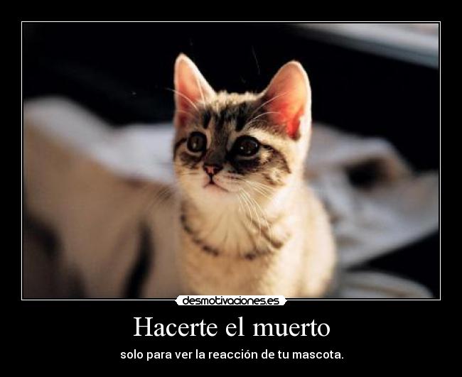 Hacerte el muerto - 