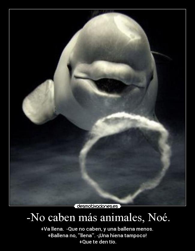 -No caben más animales, Noé. - 