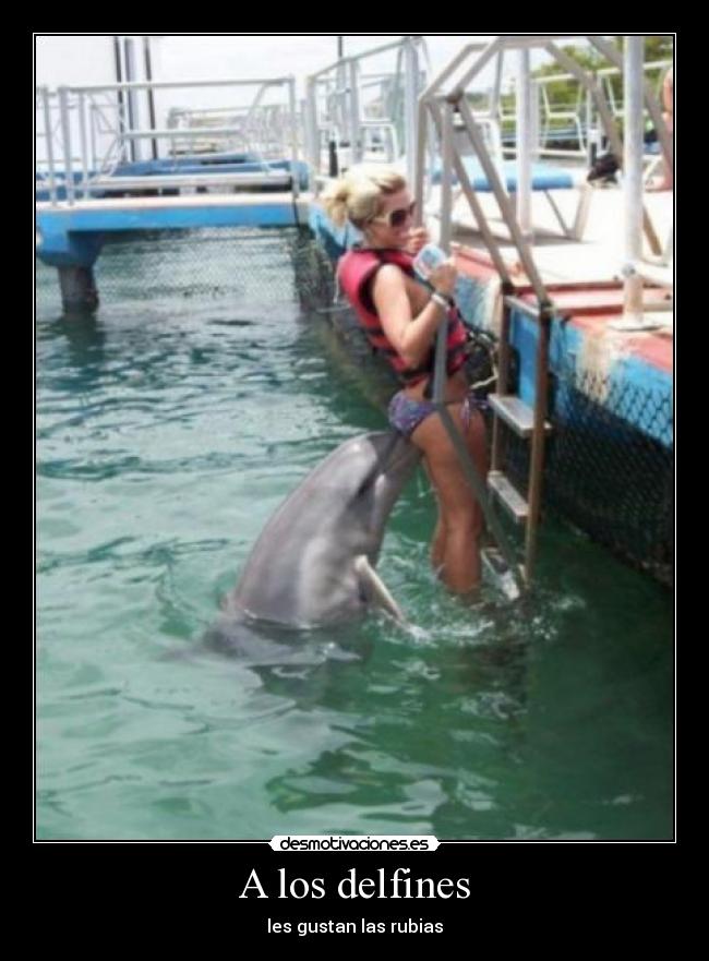 carteles ilovehardstyle los delfines les gustan las rubias desmotivaciones